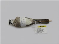 藏品(白頭翁)的圖片